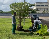 O projeto Verde Justiça prevê o plantio de 100 árvores nativas