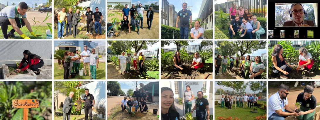 Semana da Árvore: TRE Amapá promove plantio simultâneo de mudas na sede e Zonas Eleitorais do es...